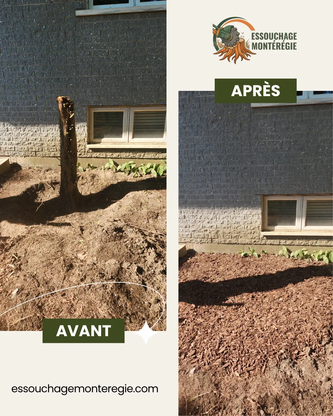 Avant/après : souche de cèdre devant un soupirail, retirée et plate-bande nivelée avec paillis.