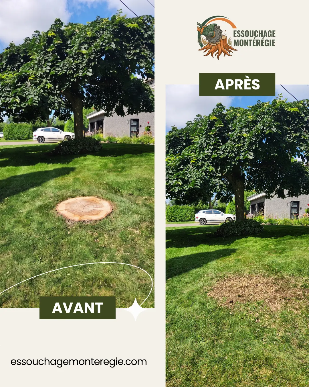 Avant/après : souche visible dans la pelouse d'une cour avant, fraisée sans endommager l'arbre voisin.