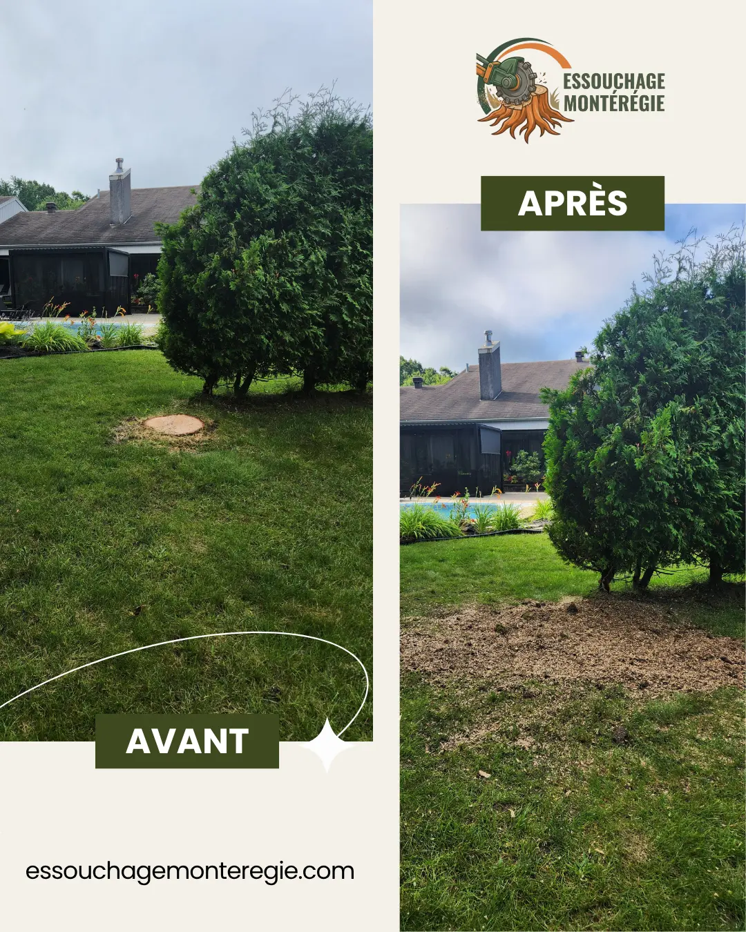 Avant/après : souche dans une pelouse à côté d'une haie de cèdres, fraisée sans abîmer le gazon autour.
