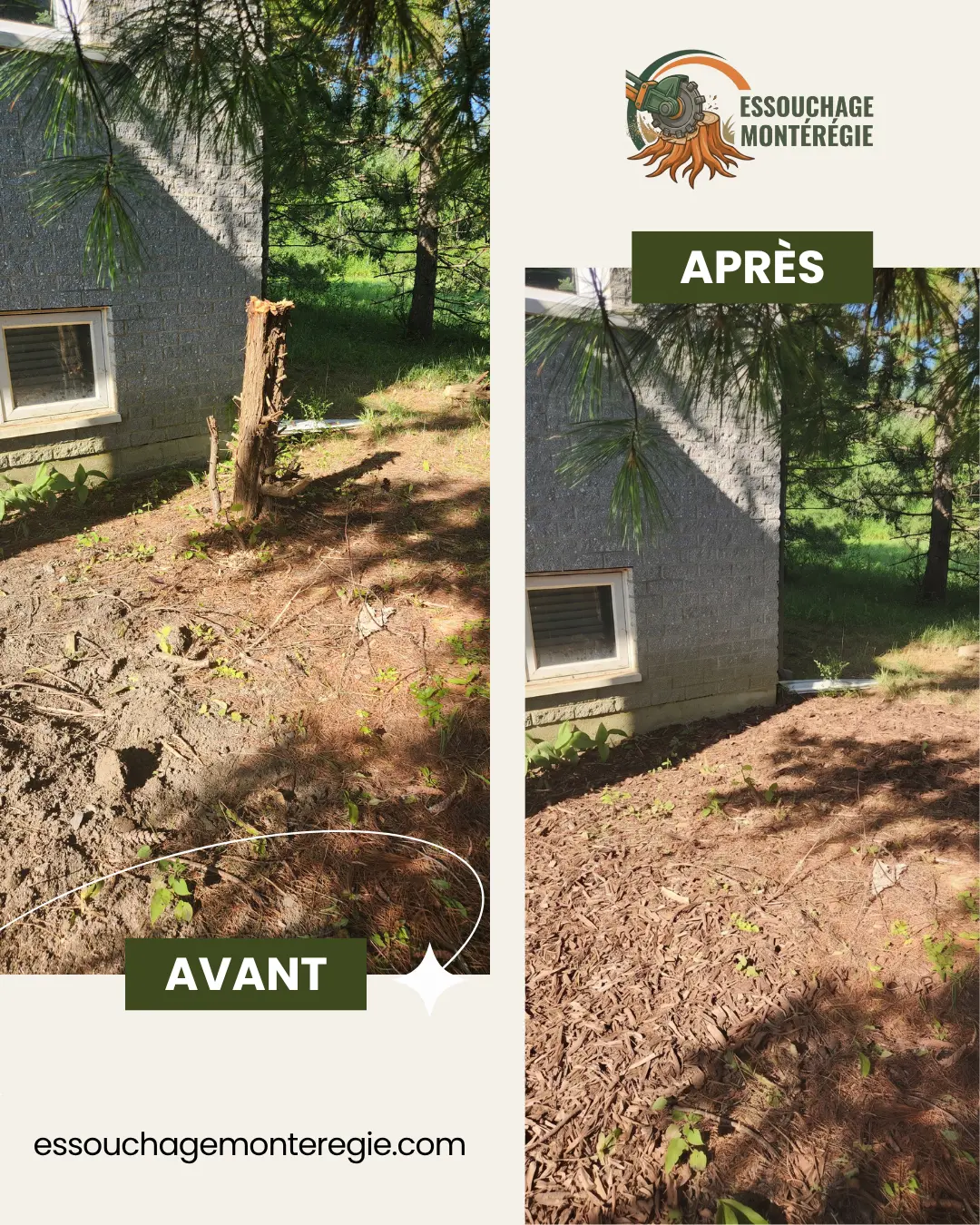Avant/après : souche de pin collée à la fondation d'une maison, fraisée et terrain recouvert de copeaux laissés sur place.