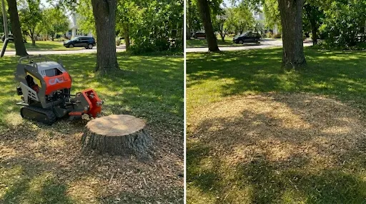Avant et après l'enlèvement professionnel d'une souche d'arbre en Montérégie : souche entière sur le gazon à gauche, terrain nettoyé et fraisé à droite.